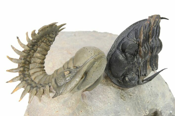 Impressive Crotalocephalina Trilobite Fossil With Zlichovaspis #316436
